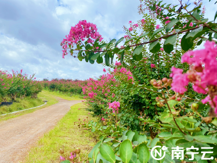 开云电竞APP 开云电竞在盛夏邂逅浪漫！南宁市兴宁区十里花卉长廊紫薇花海绽放(图1)