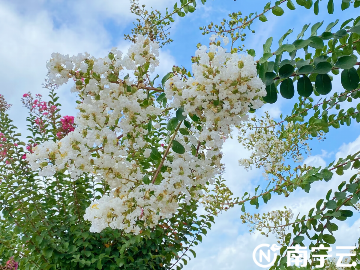 开云电竞APP 开云电竞在盛夏邂逅浪漫！南宁市兴宁区十里花卉长廊紫薇花海绽放(图2)