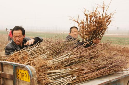 沂蒙山花卉苗木种植拓宽农民致开云电竞 kaiyun.com富路(图5)