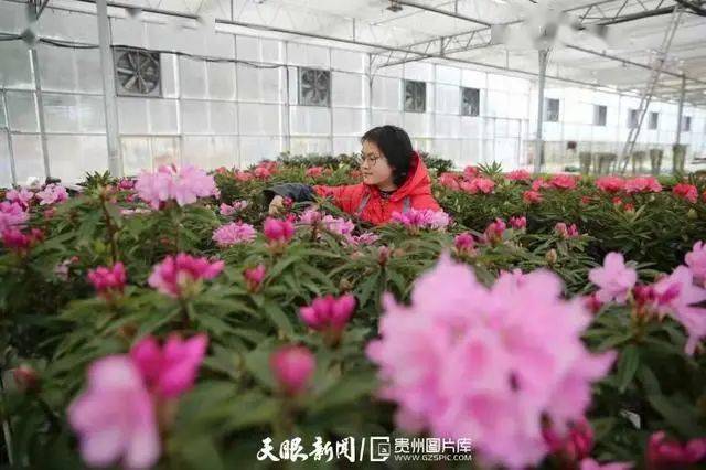 贵州花卉苗木种植面积97万亩 规划“十四五”提升至150万亩开云电竞APP 开云电竞(图1)