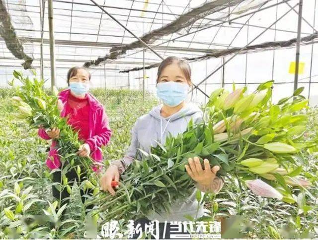 贵州花卉苗木种植面积97万亩 规划“十四五”提升至150万亩开云电竞APP 开云电竞(图3)