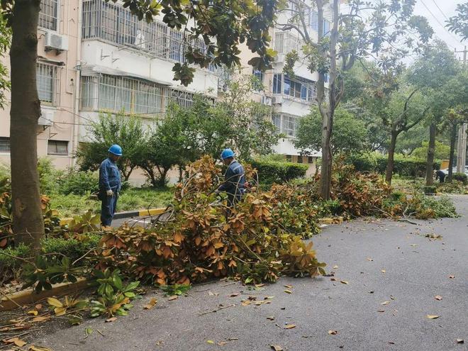 未雨绸缪筑防线石化街道开展各项 绿化防汛防台工作开云电竞(图2)