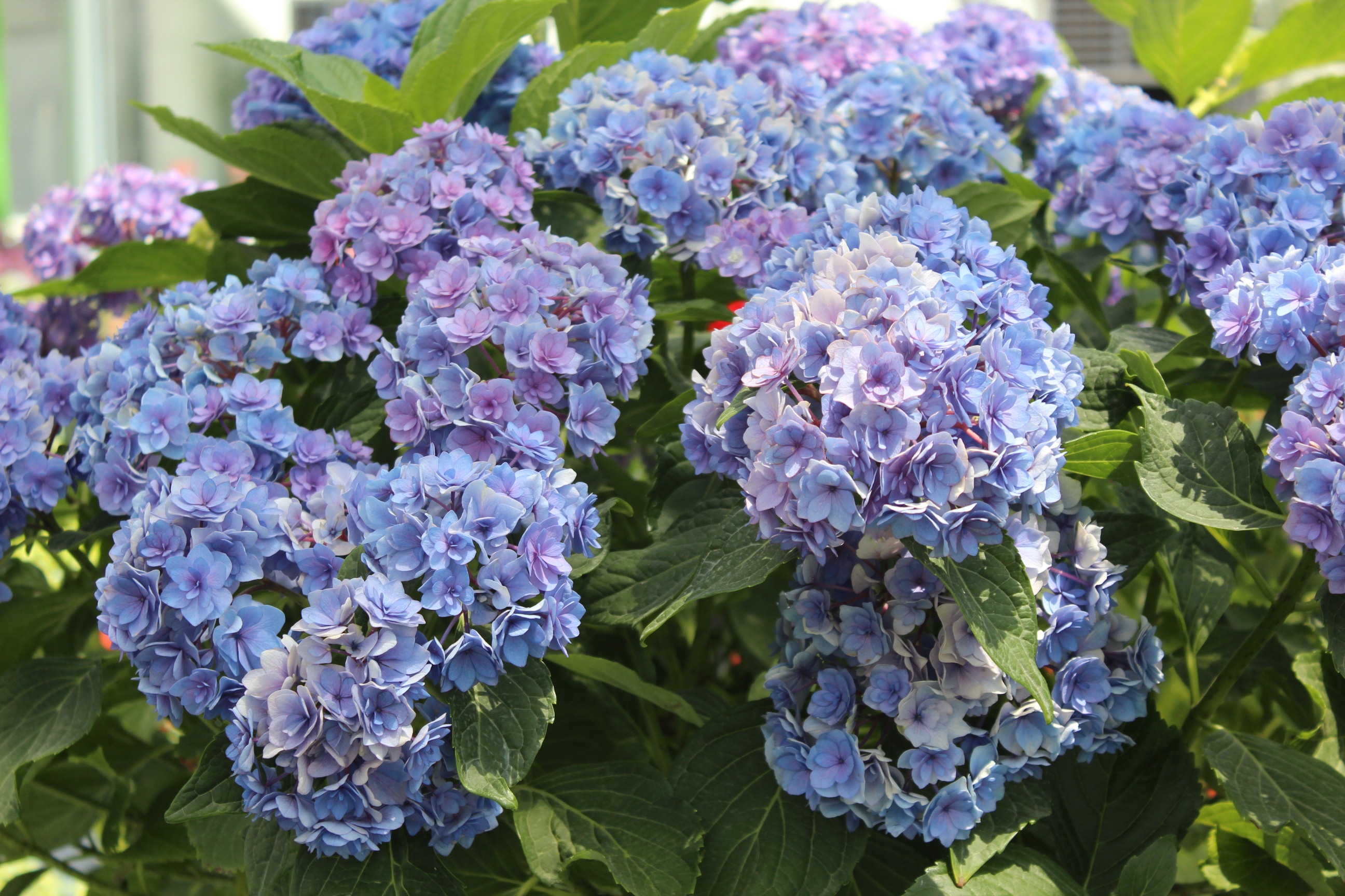 万株绣球花海等你来！“花木之乡”开云电竞沭阳迎来全国首届绣球花展(图3)