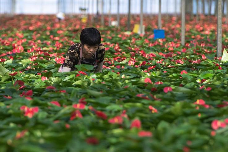 开云电竞 kaiyun.com新时代中国调研行·长江篇丨湖北钟祥柴湖镇：汉江芦苇荡里崛起“养花城”(图1)