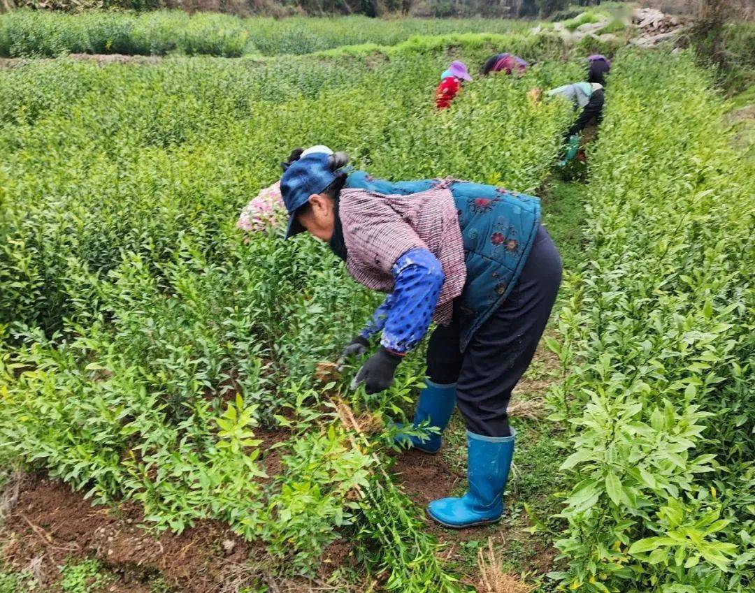 产销“两手抓” 绘就好“钱”开云电竞APP 开云电竞景！——白沙镇花卉苗木产业蓬勃发展(图2)