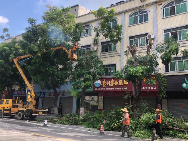 全力应对雷雨天气！修理道路绿化树为市民出行“剪”少隐患开云电竞APP 开云电竞(图1)