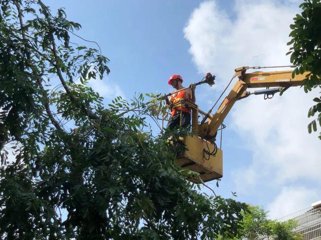 全力应对雷雨天气！修理道路绿化树为市民出行“剪”少隐患开云电竞APP 开云电竞(图2)