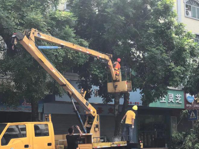 全力应对雷雨天气！修理道路绿化树为市民出行“剪”少隐患开云电竞APP 开云电竞(图3)