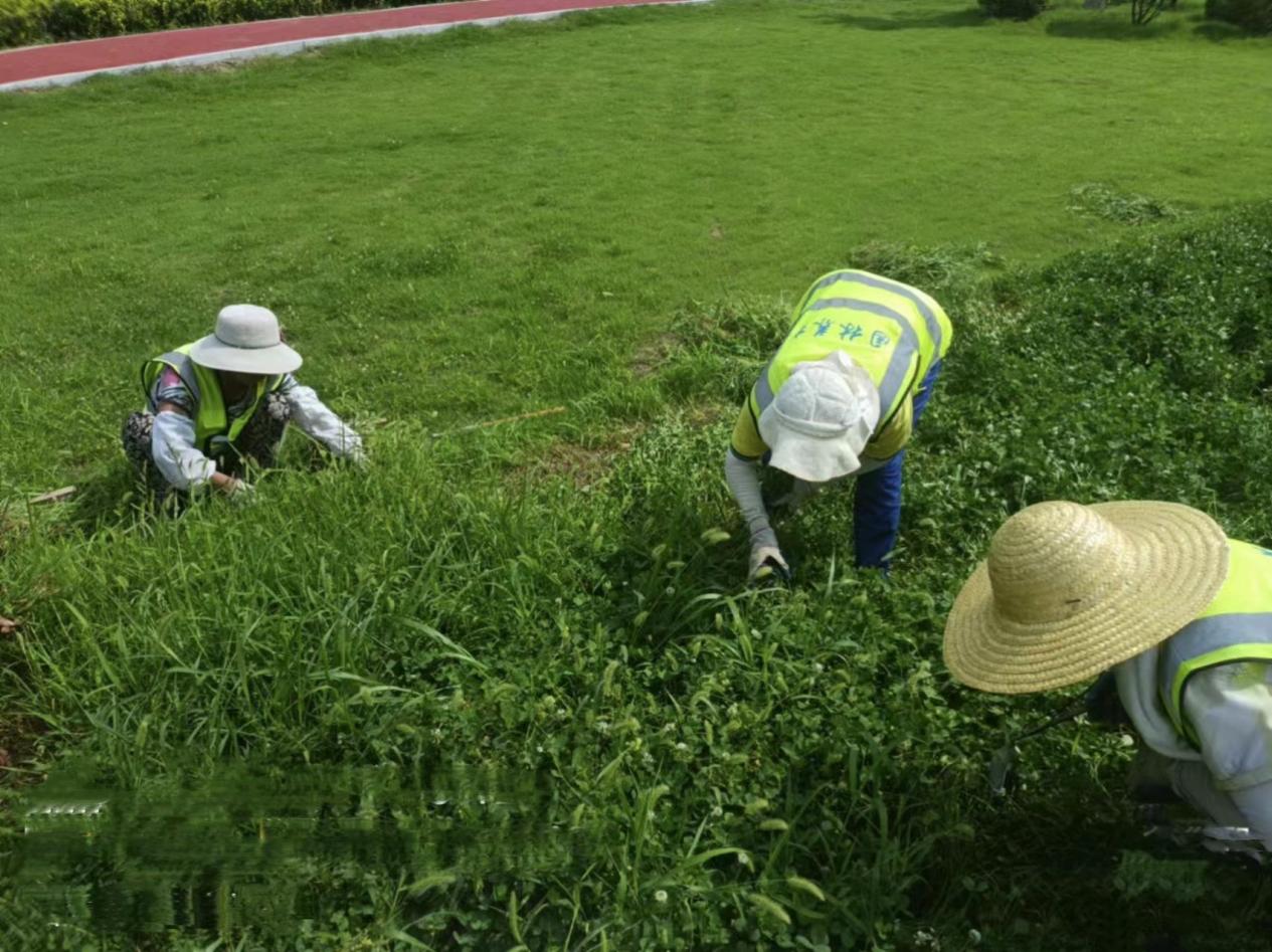 临沂市城管局园林环卫中心：园林养开云电竞 kaiyun.com护管理忙 不负秋日好风光(图4)