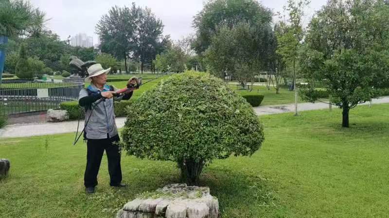 临沂市城管局园林环卫中开云电竞心：艺术化修剪绿化苗木 打造精美游园环境(图2)