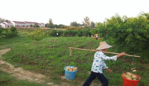 特色开云电竞 开云种植结硕果 产业振兴富乡邻(图2)