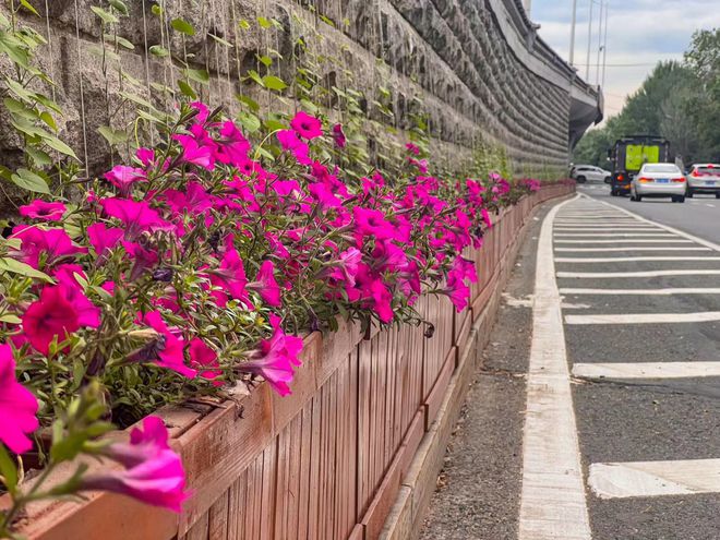 哈市香坊区：水泥建筑穿生态新装桥体垂直绿化拓展城市绿空间开云电竞APP 开云电竞(图1)