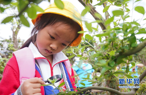 组图｜福建漳开云电竞的APP平：花木产业助农增收(图1)