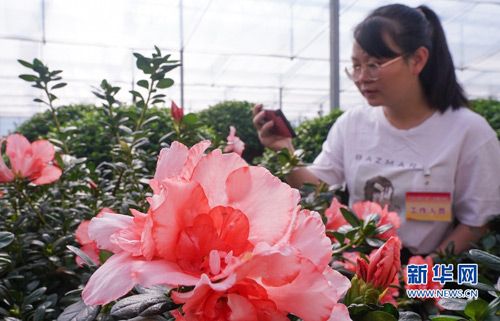 组图｜福建漳开云电竞的APP平：花木产业助农增收(图3)