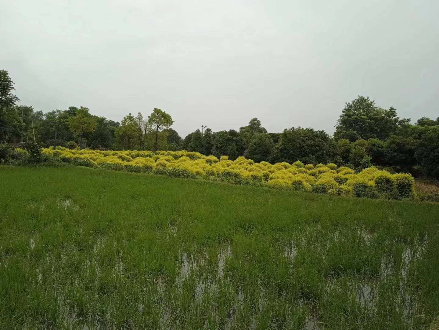 开云电竞徒步浏阳河散记（二）——诗意端午节徒步浏阳河再出发2(图8)