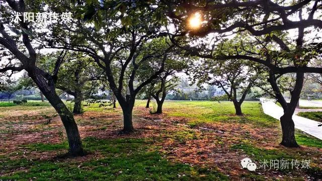 开云电竞沭阳花木节你想知道的都在这里！(图3)