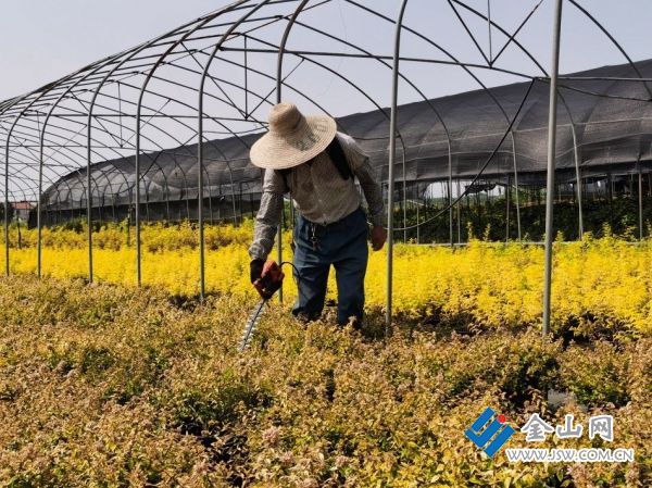 开云电竞江苏丹阳：小盆栽孕育大“钱”景(图3)