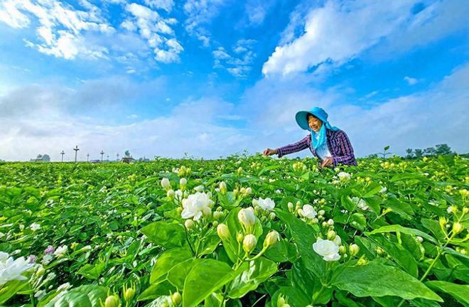 开云电竞广西花卉苗木产业商机在东盟(图2)