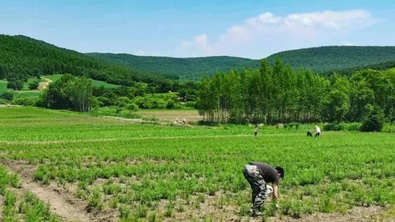 龙江森工集团：竭心尽力保绿护苗 开云电竞 (开云)全力恢复受损苗圃(图4)