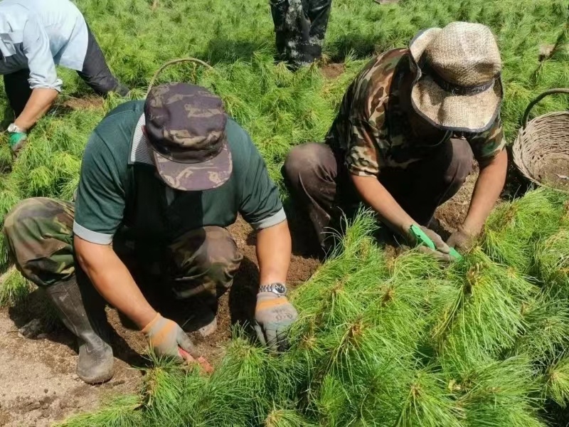 龙江森工集团：竭心尽力保绿护苗 开云电竞 (开云)全力恢复受损苗圃(图1)