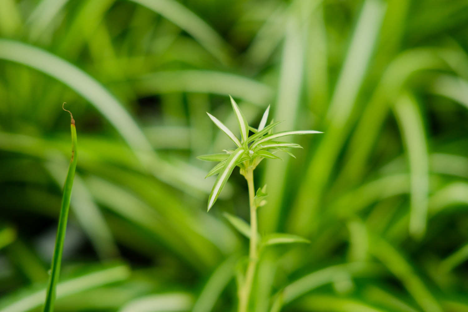 最好养的室内盆栽植物有哪些开云电竞(图2)