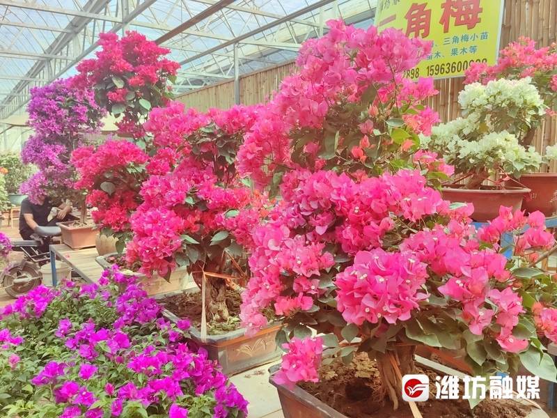 开云电竞说起过节我们“花样儿”可多着呢(图3)