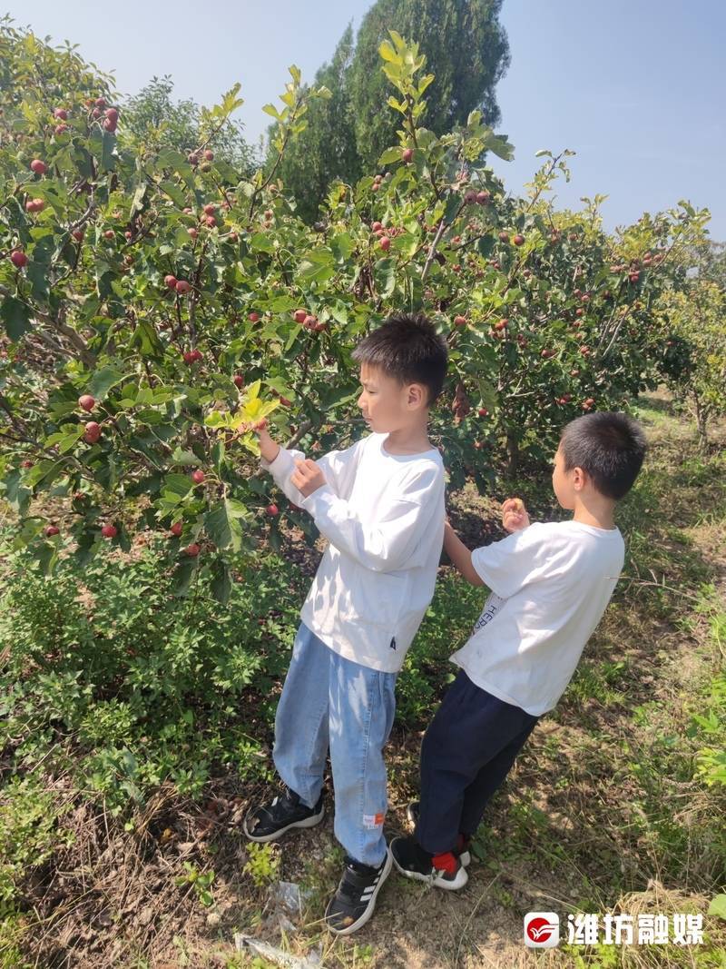 开云电竞说起过节我们“花样儿”可多着呢(图5)