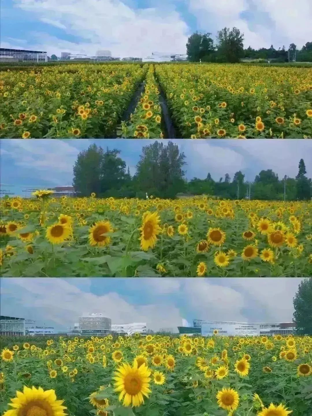 开云电竞到成都街头走一走 秋季限定美景赏花逛花市邛崃的这些地点别错过！(图2)