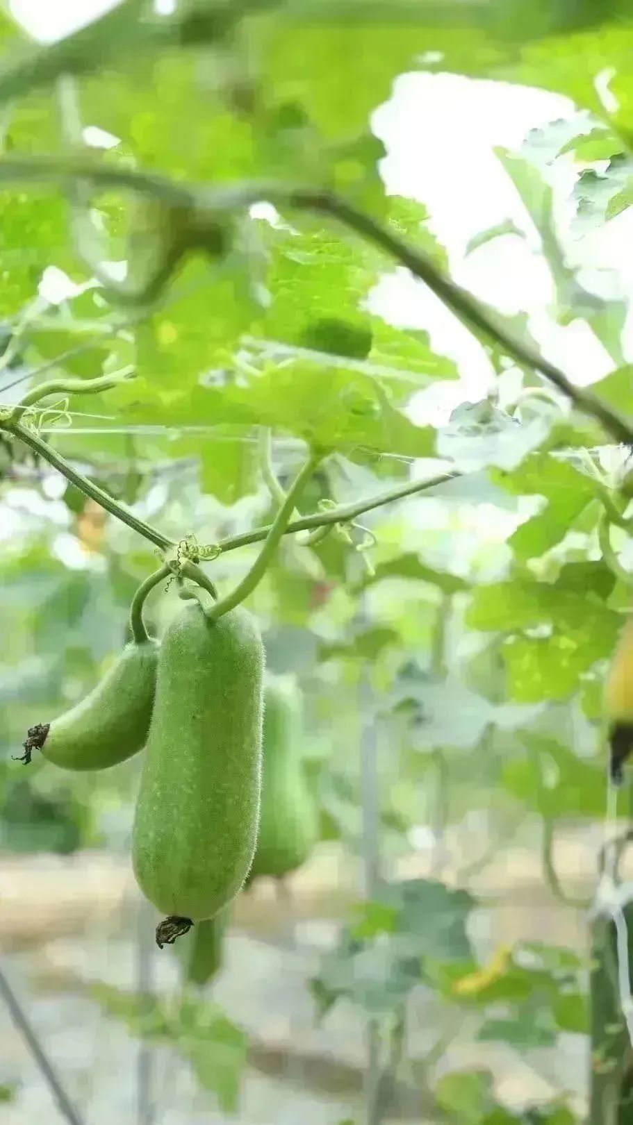 开云电竞到成都街头走一走 秋季限定美景赏花逛花市邛崃的这些地点别错过！(图3)