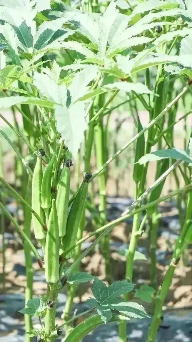 开云电竞到成都街头走一走 秋季限定美景赏花逛花市邛崃的这些地点别错过！(图4)