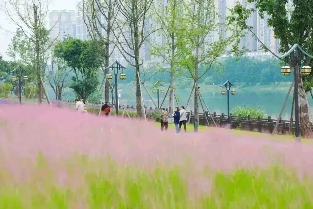 开云电竞到成都街头走一走 秋季限定美景赏花逛花市邛崃的这些地点别错过！(图6)