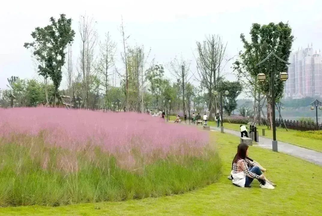 开云电竞到成都街头走一走 秋季限定美景赏花逛花市邛崃的这些地点别错过！(图5)