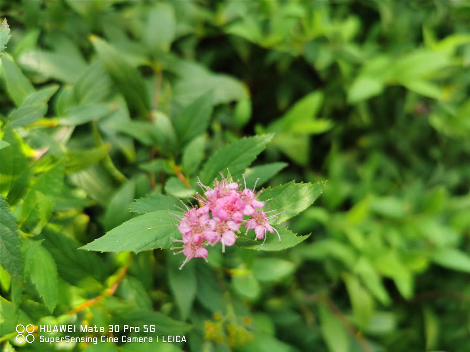 开云电竞适合庭院种植的花卉有哪些(图2)