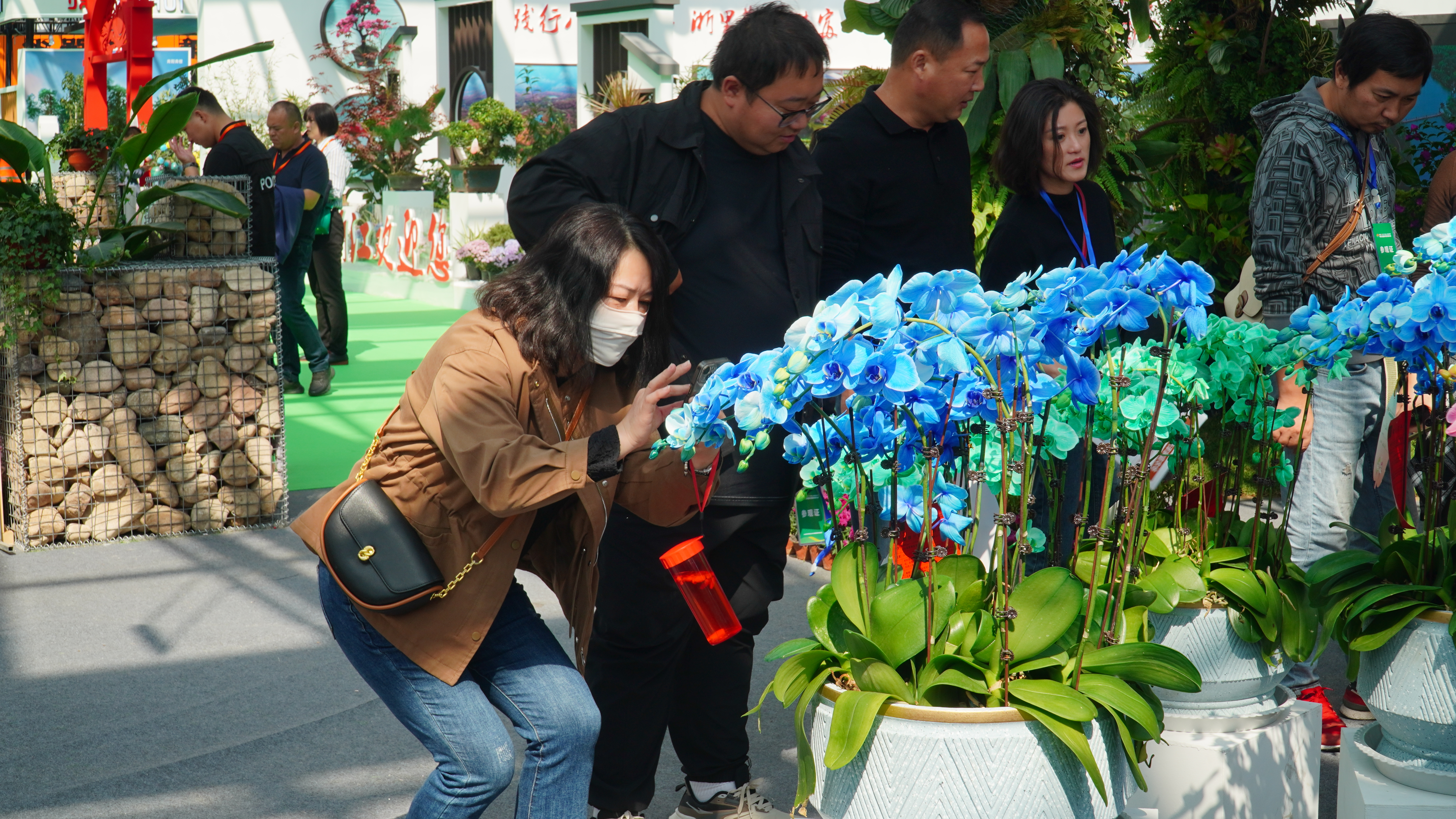 开云电竞2023中国·合肥苗木花卉交易大会开幕超600家行业知名企业参展(图5)