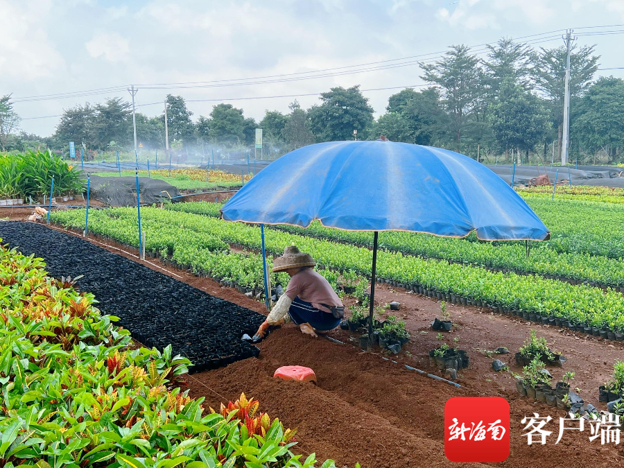 海口琼山区：培育打造现代化云龙花卉苗木产业链开云电竞(图1)