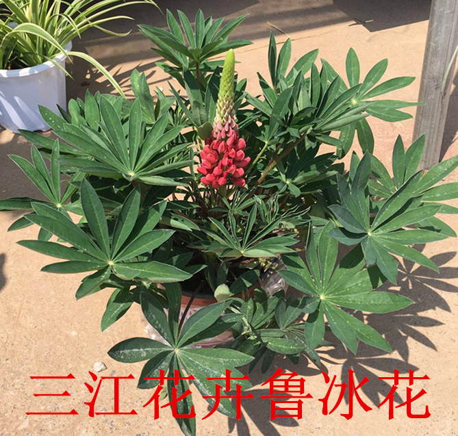 开云电竞多年生草花小苗(图1)