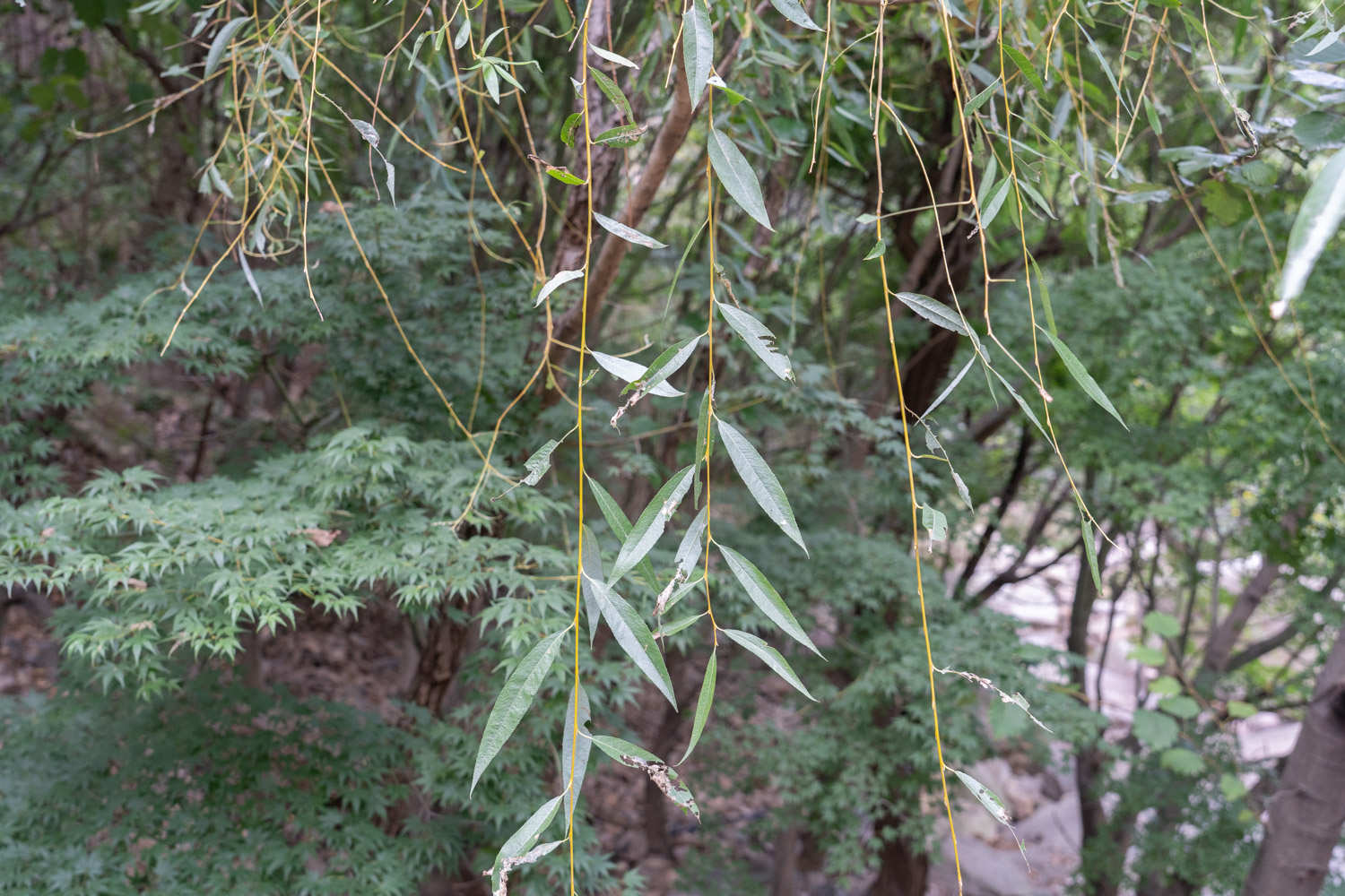 开云电竞常见小区绿化100种植物(图3)