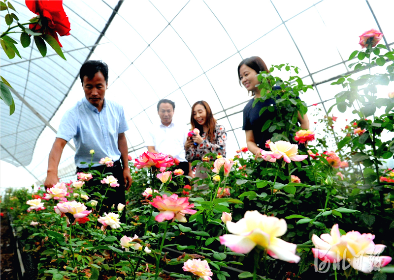 河北肥乡：花卉苗木开云电竞助力乡村振兴(图2)