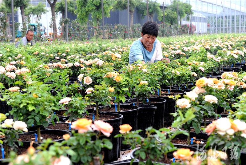 河北肥乡：花卉苗木开云电竞助力乡村振兴(图3)