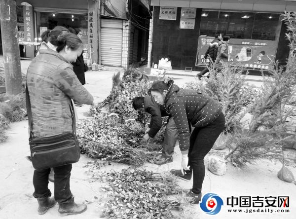 开云电竞花卉苗木 走俏市场(图2)