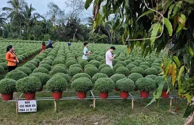 抖音达人齐聚越南最大花卉基地直播卖花盛会即将开启开云电竞(图3)