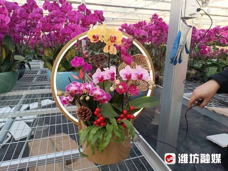 开云电竞青州：年近、花俏！(图5)