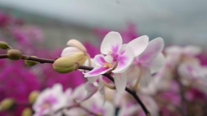 开云电竞青州：“美丽经济”逐渐升温 花卉产业“一路生花”绽放勃勃生机(图2)