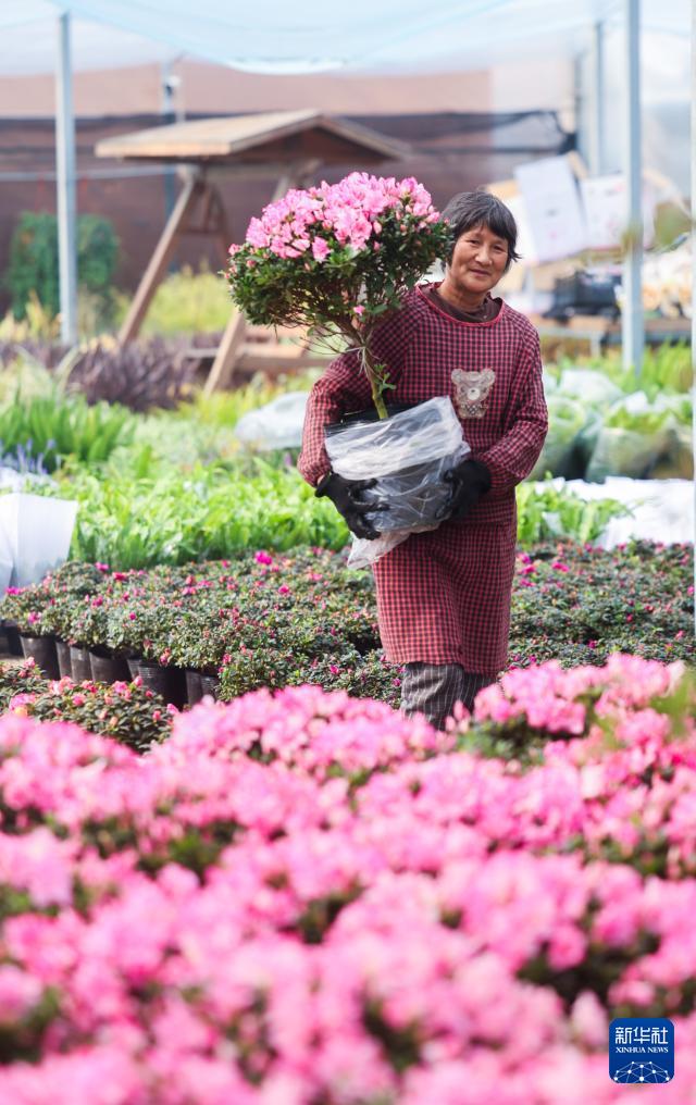 开云电竞年宵花开启销售旺季 五彩花卉扮靓新年_文化要闻_大众网(图1)