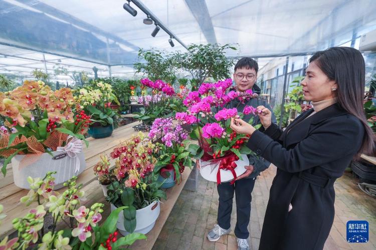 开云电竞年宵花开启销售旺季 五彩花卉扮靓新年_文化要闻_大众网(图3)