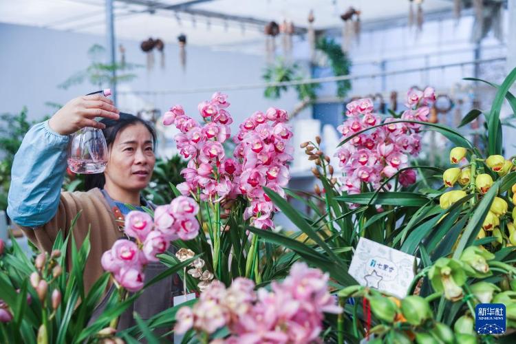 开云电竞年宵花开启销售旺季 五彩花卉扮靓新年_文化要闻_大众网(图2)