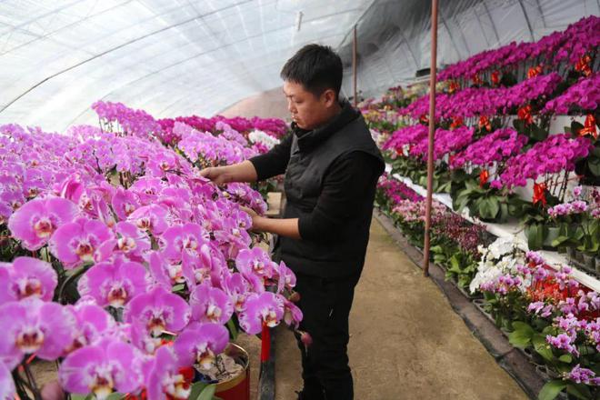 网络中国节•春节丨年宵花走俏年味已“飘香”开云电竞(图1)