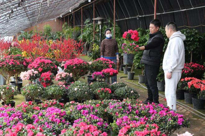 网络中国节•春节丨年宵花走俏年味已“飘香”开云电竞(图2)