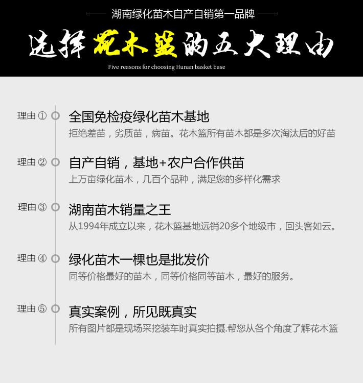 开云电竞长沙苗木跳马苗木柏加绿化批发基地湖南花木篮基地官网(图1)