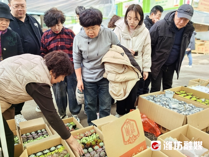 开市！潍坊开云电竞青州花卉继续热卖(图2)